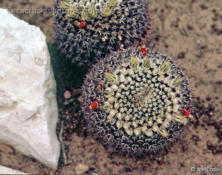 Mammillaria karwinskiana (confusa) -146